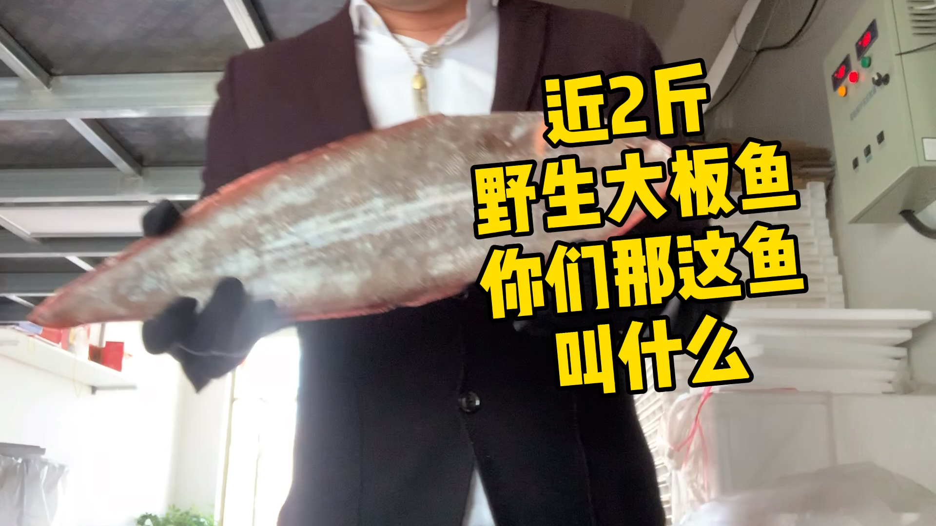 俩斤重野生大板鱼被岳父拿去,自己搞点小的烧烫