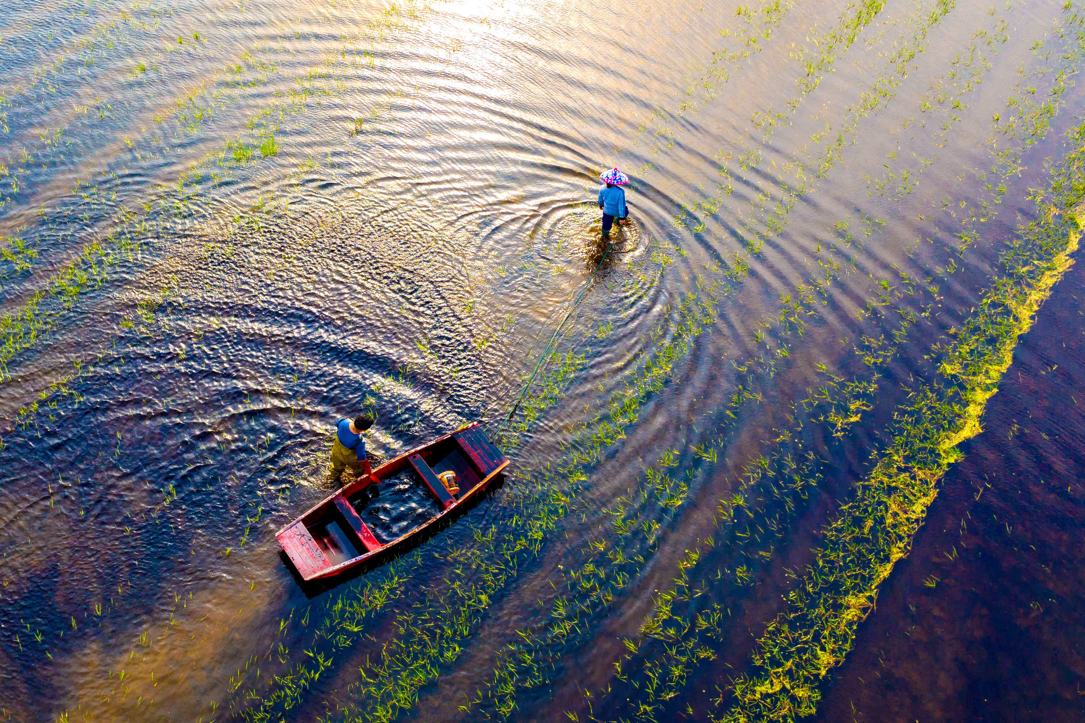 安徽铜陵:"稻虾共作"助农增收(2)