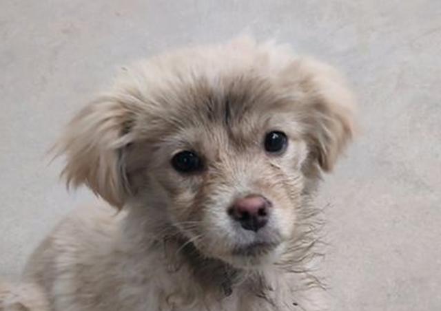 流浪狗垂头丧气地蹲在路边,看起来灰头土脸的,模样叫人哭笑不得