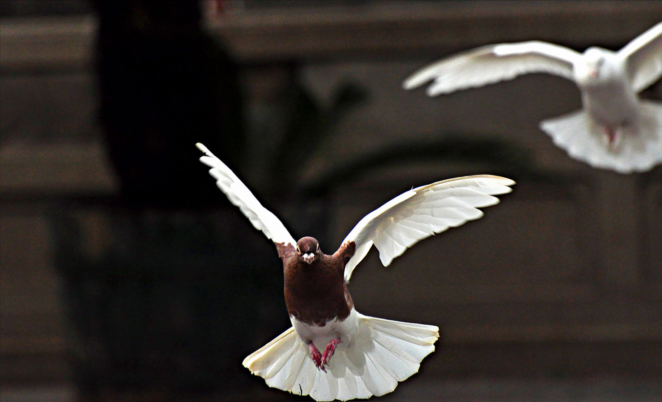 一只鸽子爱上了一个燕子,燕子说,你能在我屋檐下守护100天,我就接受你