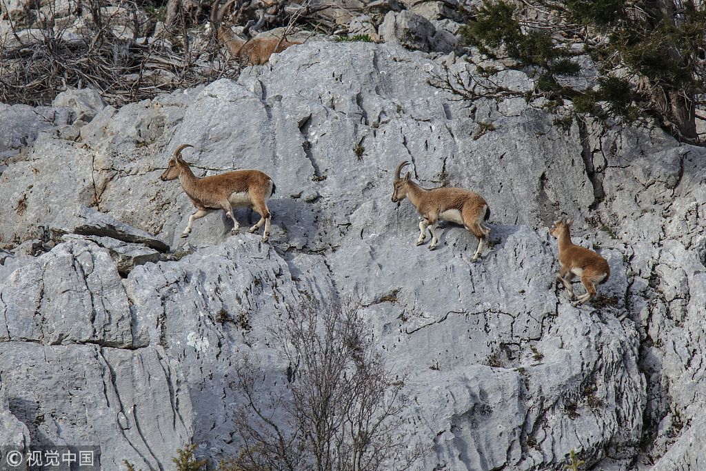土耳其境内发现野山羊 悬崖峭壁上来去自如