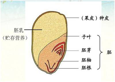 野燕麦小穗结构图图片