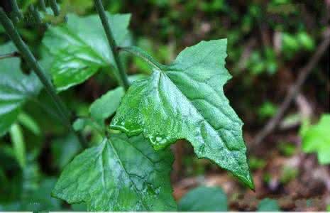 植物小百科:關於藤本福王草你不得不知道的知識!