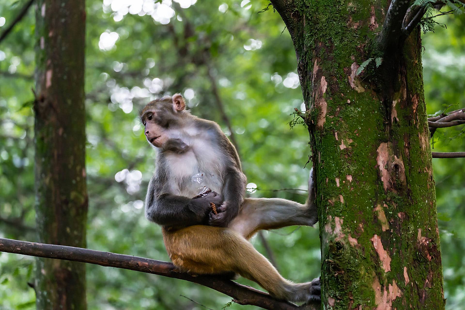 热带雨林中的猴子,它们的灵活和机智让我们深感敬佩.