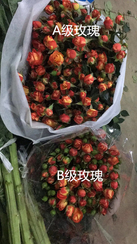 云南狂欢多头玫瑰图解a级玫瑰和b级玫瑰的区别到底有