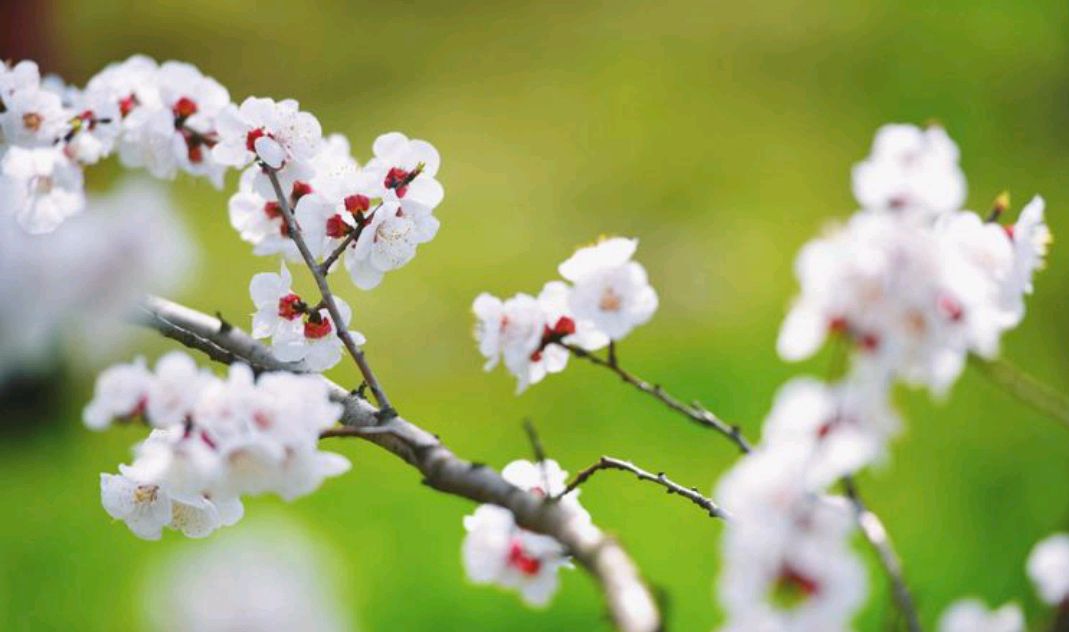 朵朵花儿为你绽开 朵朵花儿为你绽开