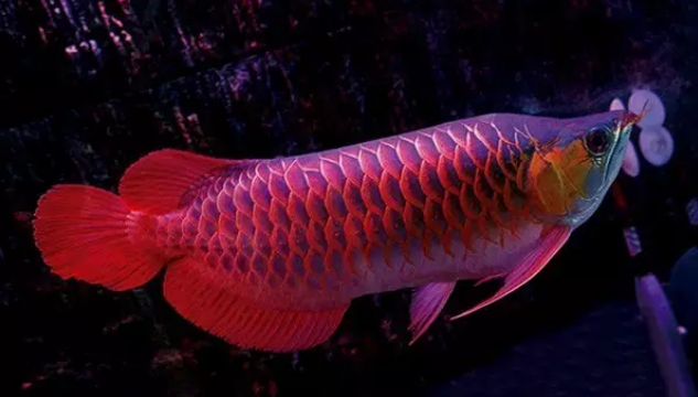 三,龙鱼鉴赏 那么我们要如何去欣赏和品鉴龙鱼呢?