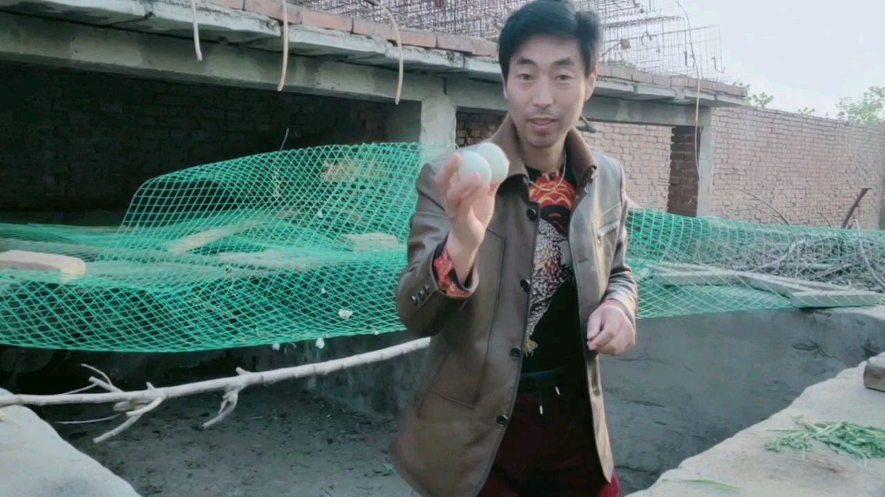 刚买的土鸭就下蛋了!看小伙让鸭子吃的什么?