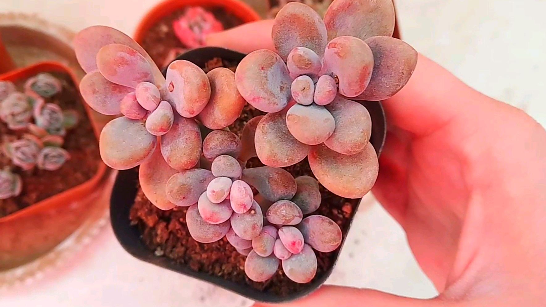 不出门在家和大家分享多肉,桃美人老桩,这状态很满意