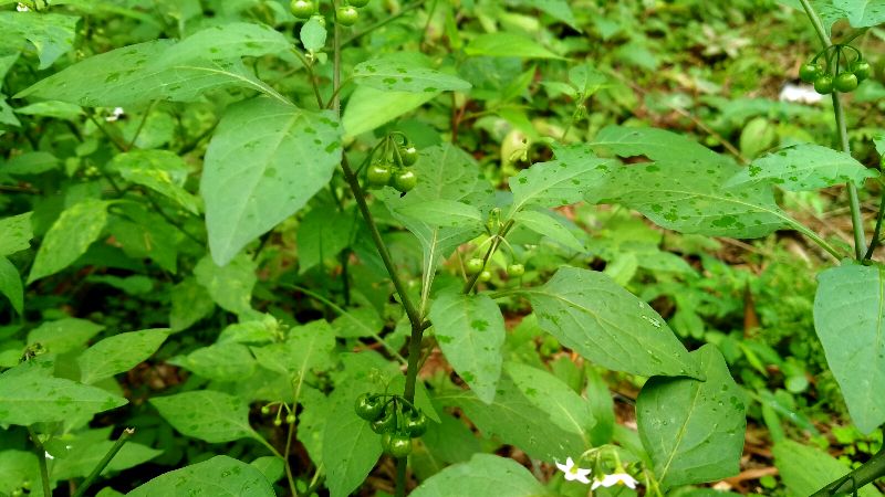 白花菜也算是蔬菜中的野菜,跟鸡蛋做汤就是爽