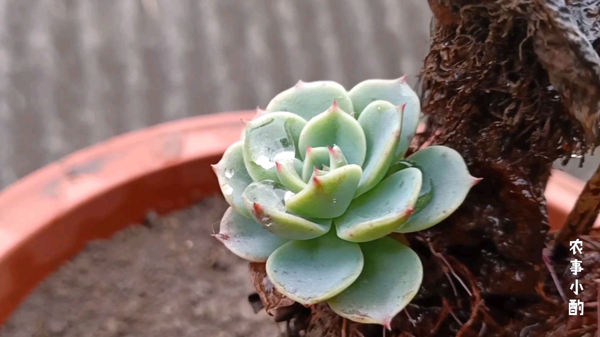 老桩的多肉,赶紧找盆栽好,你喜欢种多肉吗