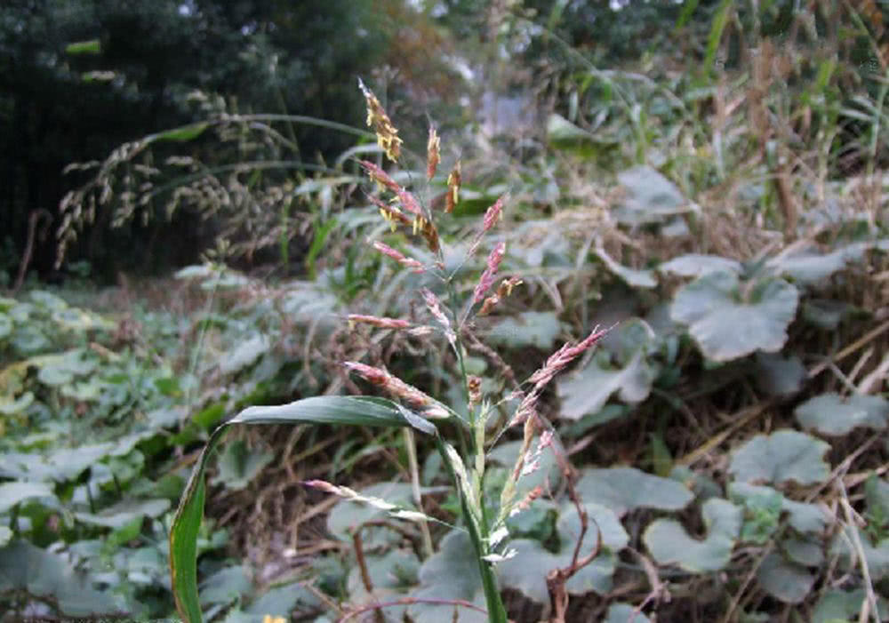 我国本来没有假高粱这种植物,这些植物传到我国是在20世纪80年代,那时