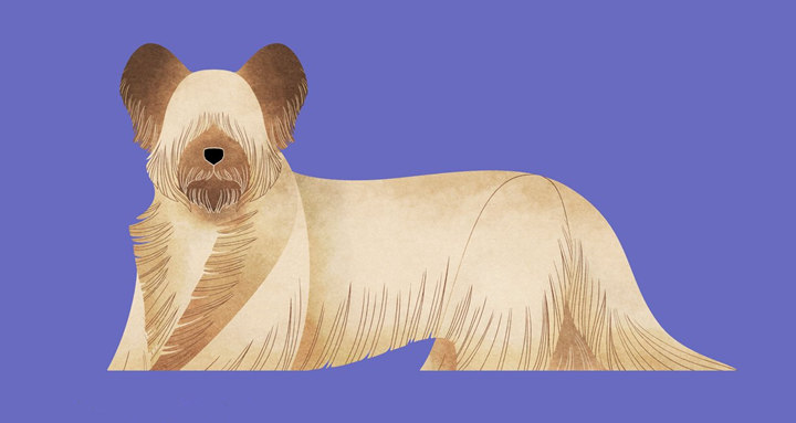 毕加索风格的斯洛伐克猎犬 转载自百家号作者:数字游戏