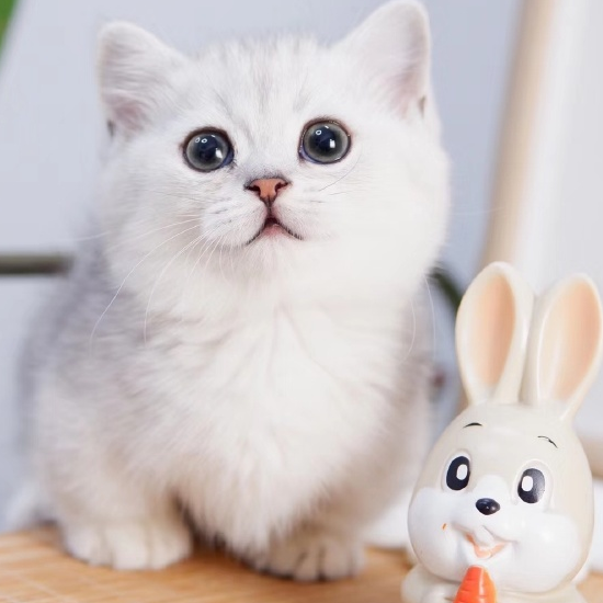 粘人的腊肠猫,开朗的性格,看完心情也好