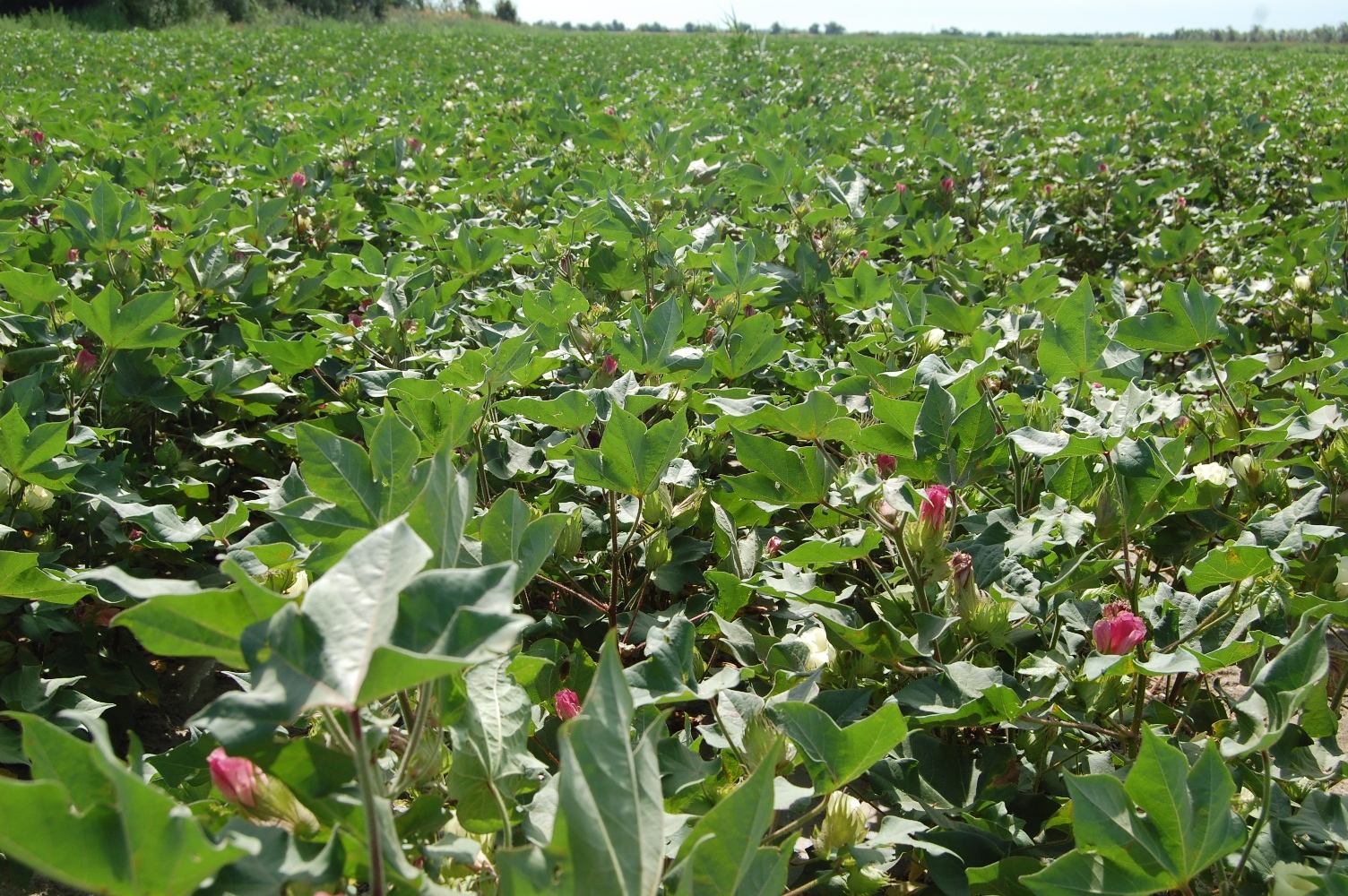 棉花籽的挑选,棉田准备这样做,提高田间出苗率