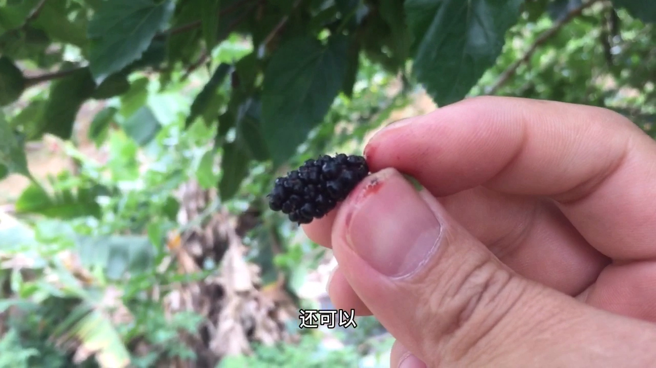 8年野生有机桑果,差点被这些不速之客吃光光,原来这么甜