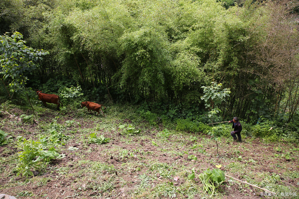为什么很多女孩是大叔控