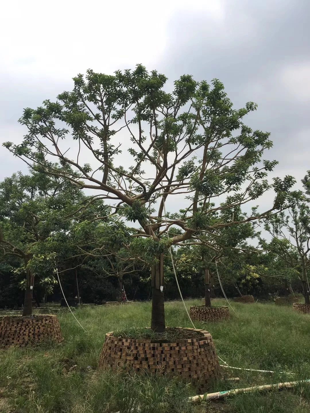 遇见trees之——铁冬青