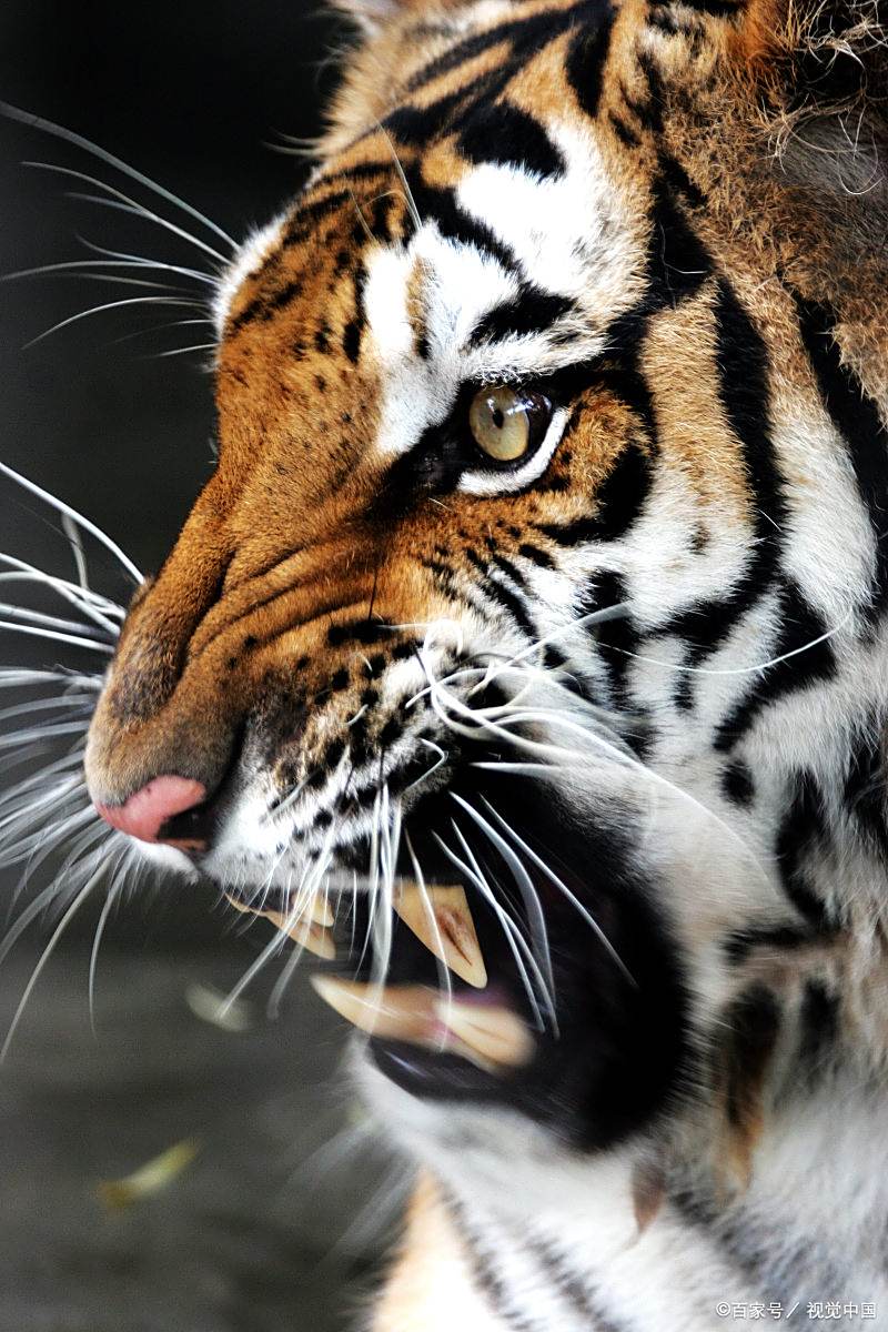 霸气猛兽动物手机壁纸恶虎图片发怒的老虎弯头老虎的图片虎豹狼眼神