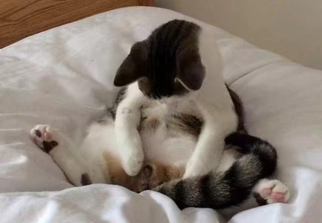 绝育后的公猫醒来,发现蛋蛋不见了!这表情有股蛋蛋的悲伤!