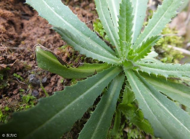 这种在唐诗中出现过的野菜,我们叫做"刺刺芽",你们那里叫什么