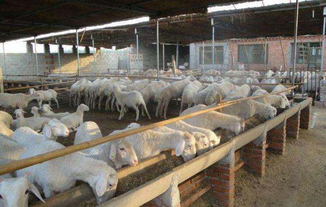 牛羊养殖小知识:牛羊规模养殖场的疫病防控,及科学管理方法