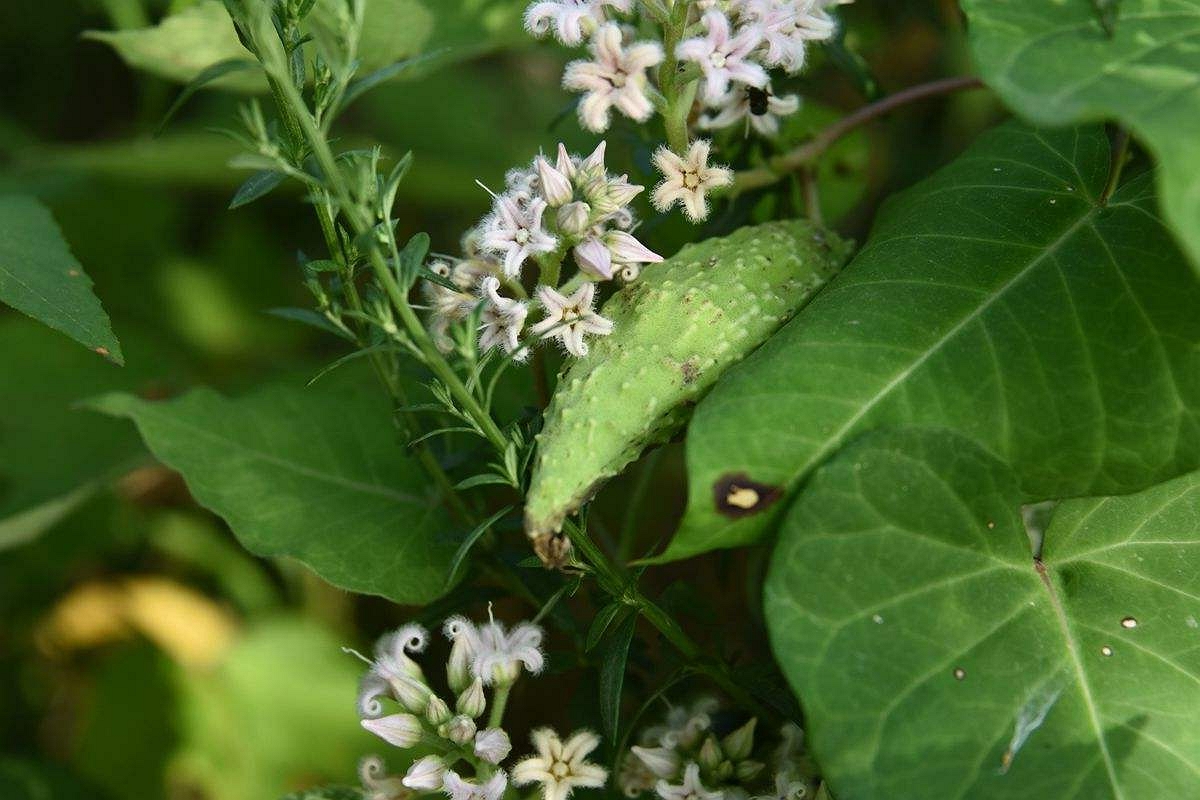 在以前经济条件不太好的时候,很多穷苦人家都会上山去采摘奶浆菜用来