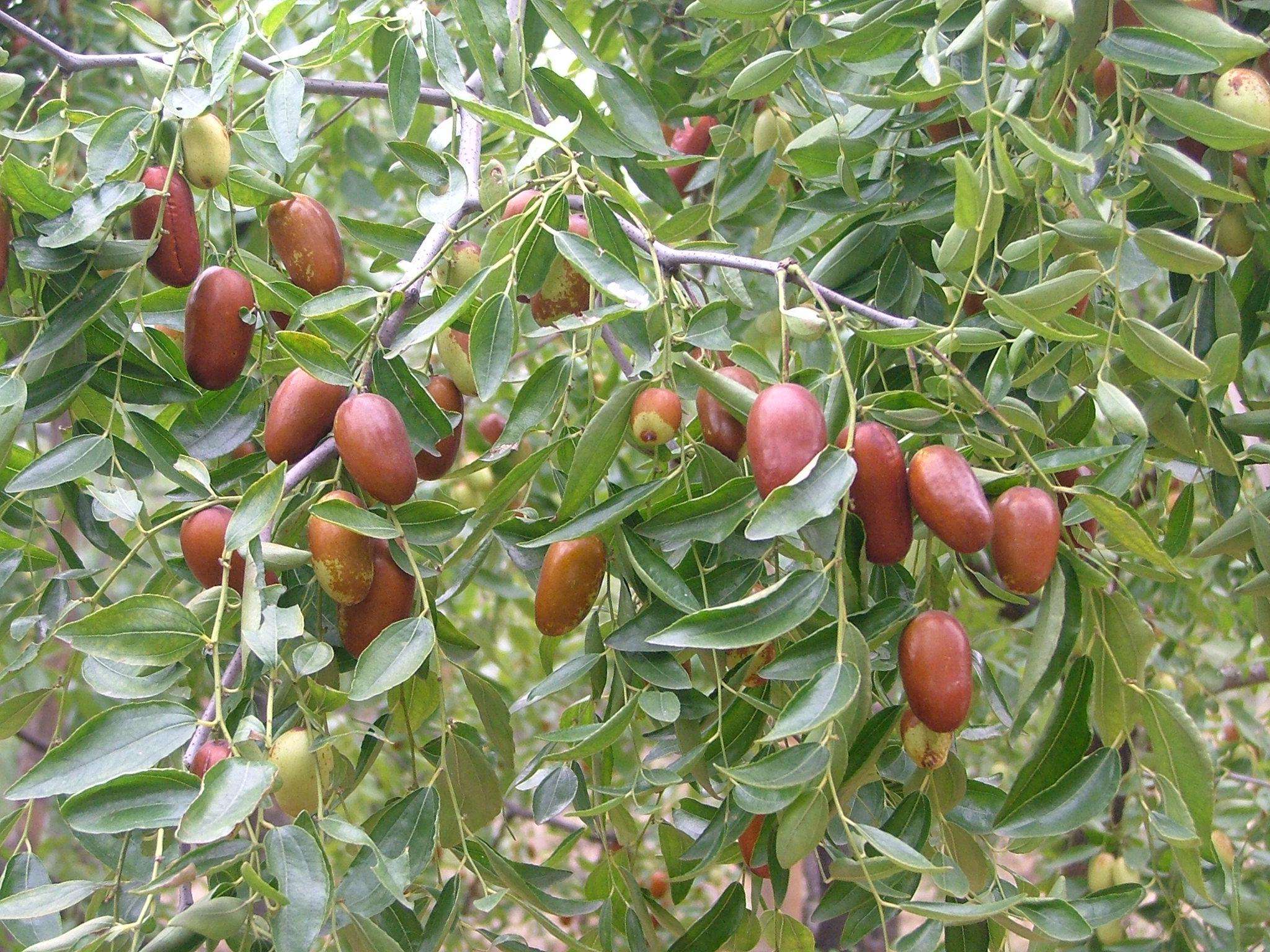 新郑红枣,又称鸡心枣,新郑地区是黄帝故里,在这里种枣的历史已经有数