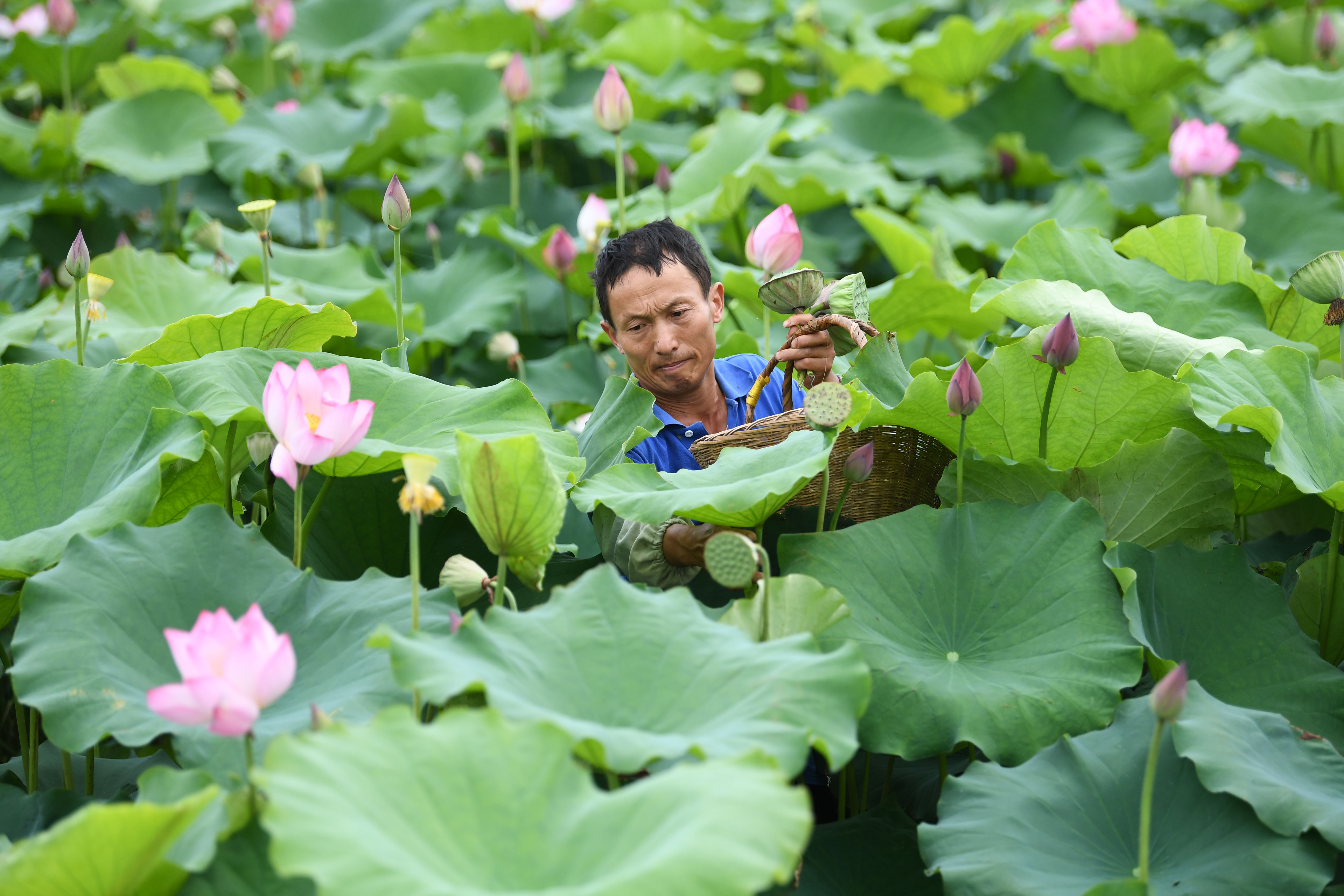 新华社照片,肥西(安徽,2019年7月13日 安徽肥西:太空莲种植助力