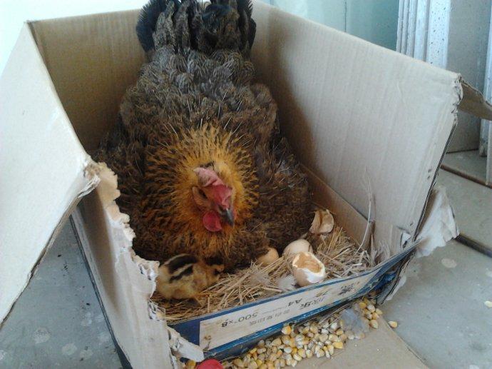 农村养的母鸡总是抱窝怎么办?3种方法可以让它醒抱,涨知识了