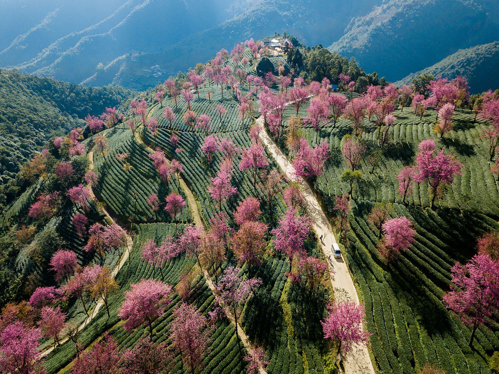 南涧樱花谷风景区图片