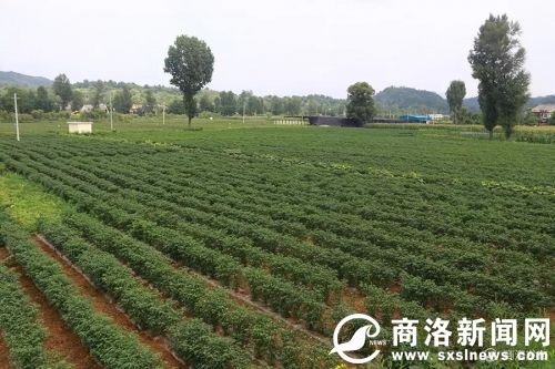 洛南永坪村"八大产业"铺下致富路 处处田园美景皆画卷