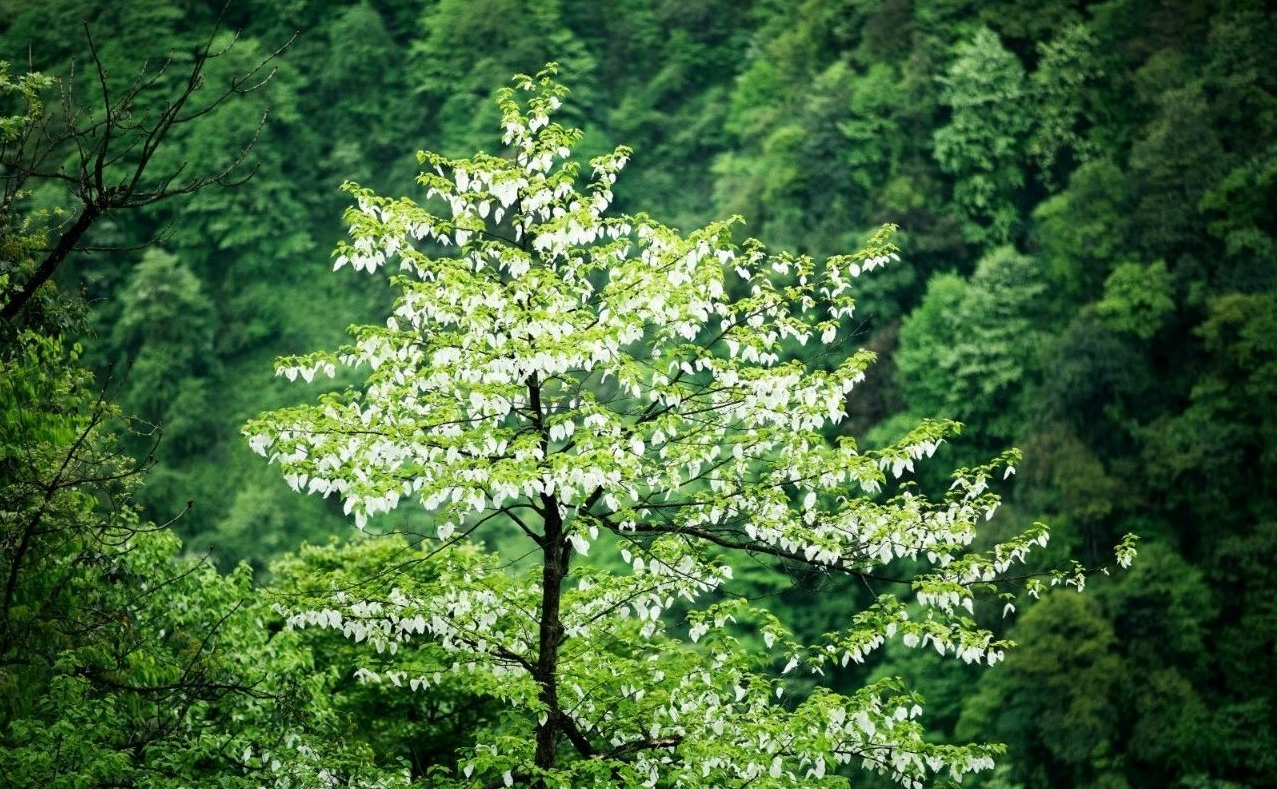 大风顶上的世界之最鸽子树 植物界中的"活化石"-珙桐树