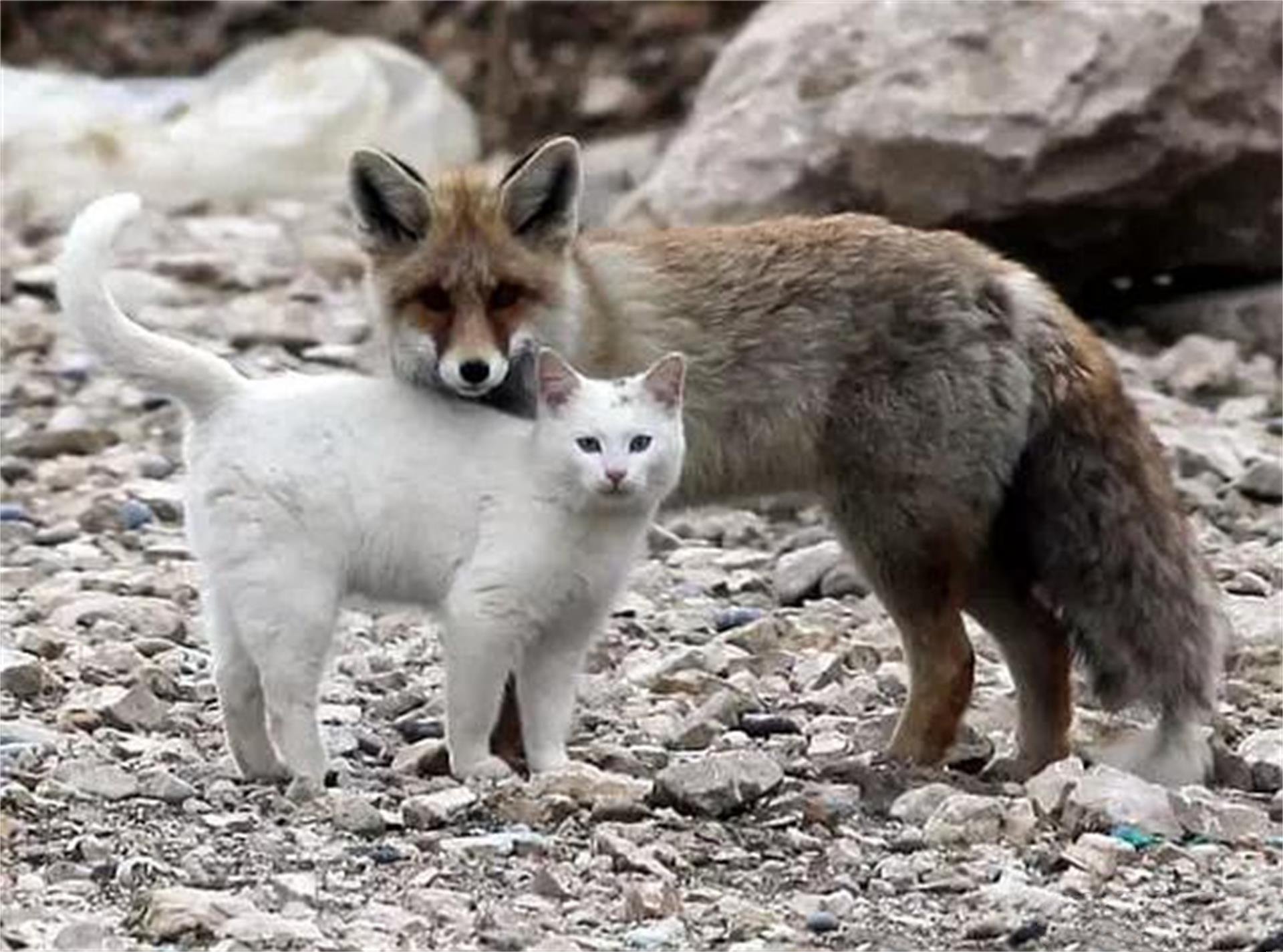 狐狸和猫咪相伴的故事,一个跨越物种的情感,看完感动(一)