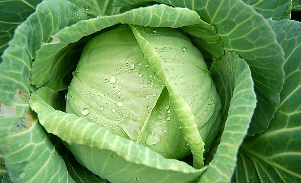 4月发文:口臭"克星"终于被发现,每天吃一点,抑菌消炎