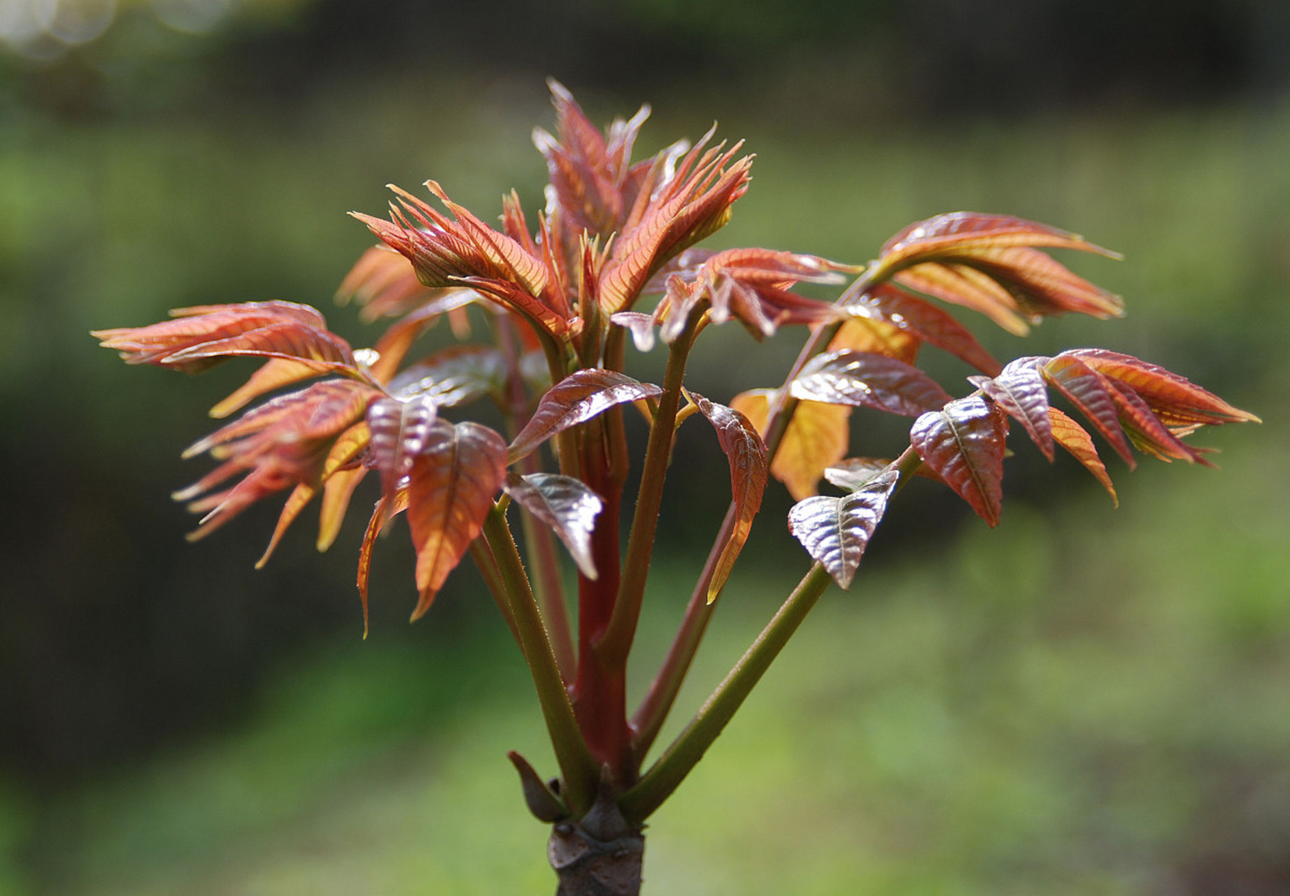 别69名69:香椿铃,香铃子,香椿子,香椿芽,它