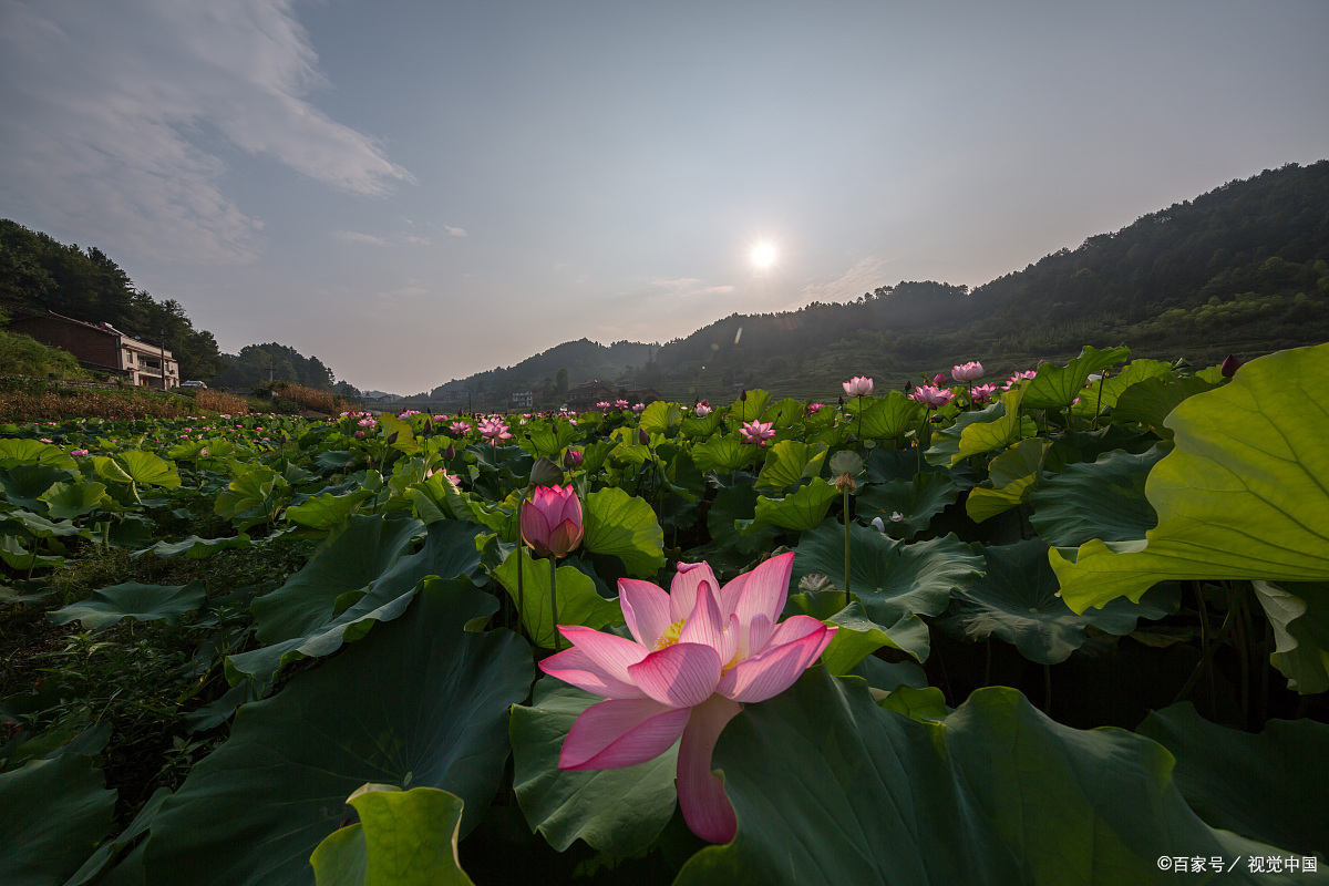 日出朝阳满天红,阳光沐浴撒西湖朵朵荷花伸懒腰,花香鸟语心舒畅