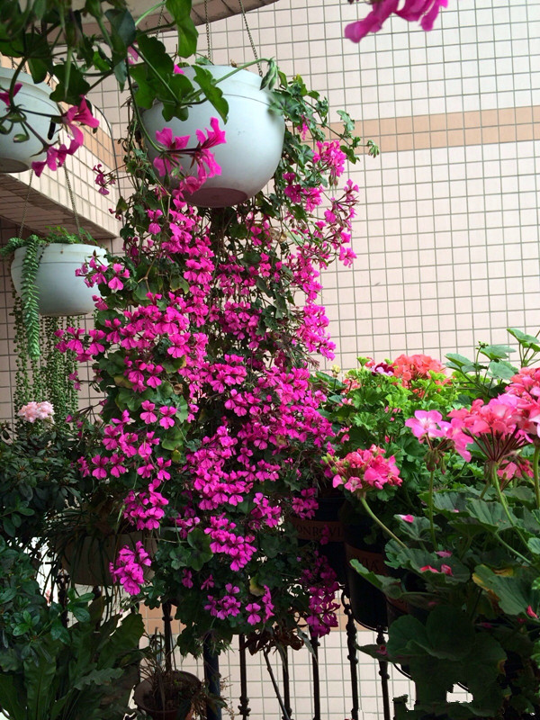 此阳台盆栽花,花期长花量大,容易开成瀑布,养护容易,值得拥有