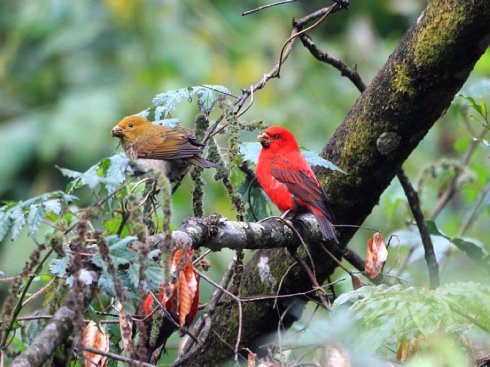 名副其实的"朱雀"——血雀