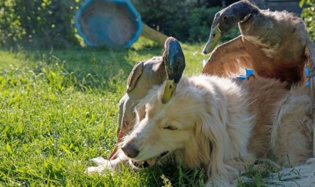 四只公鸭子爱上金毛狗,为争女友不惜大打出手