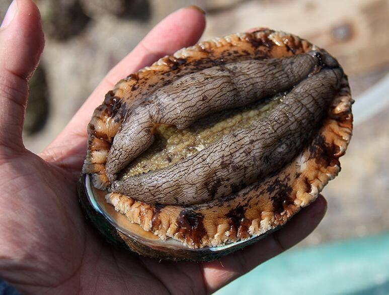 九成人喝酒喜欢吃鸭脖,太土!学东北人吃这些,4两酒量能喝8两