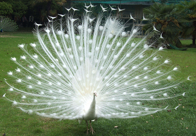 心理学:选择出你认为最美的孔雀开屏,测试你年前会有什么好运!