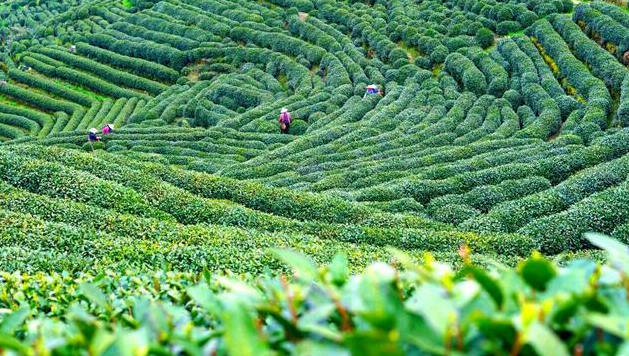 信阳云雾山茶场图片