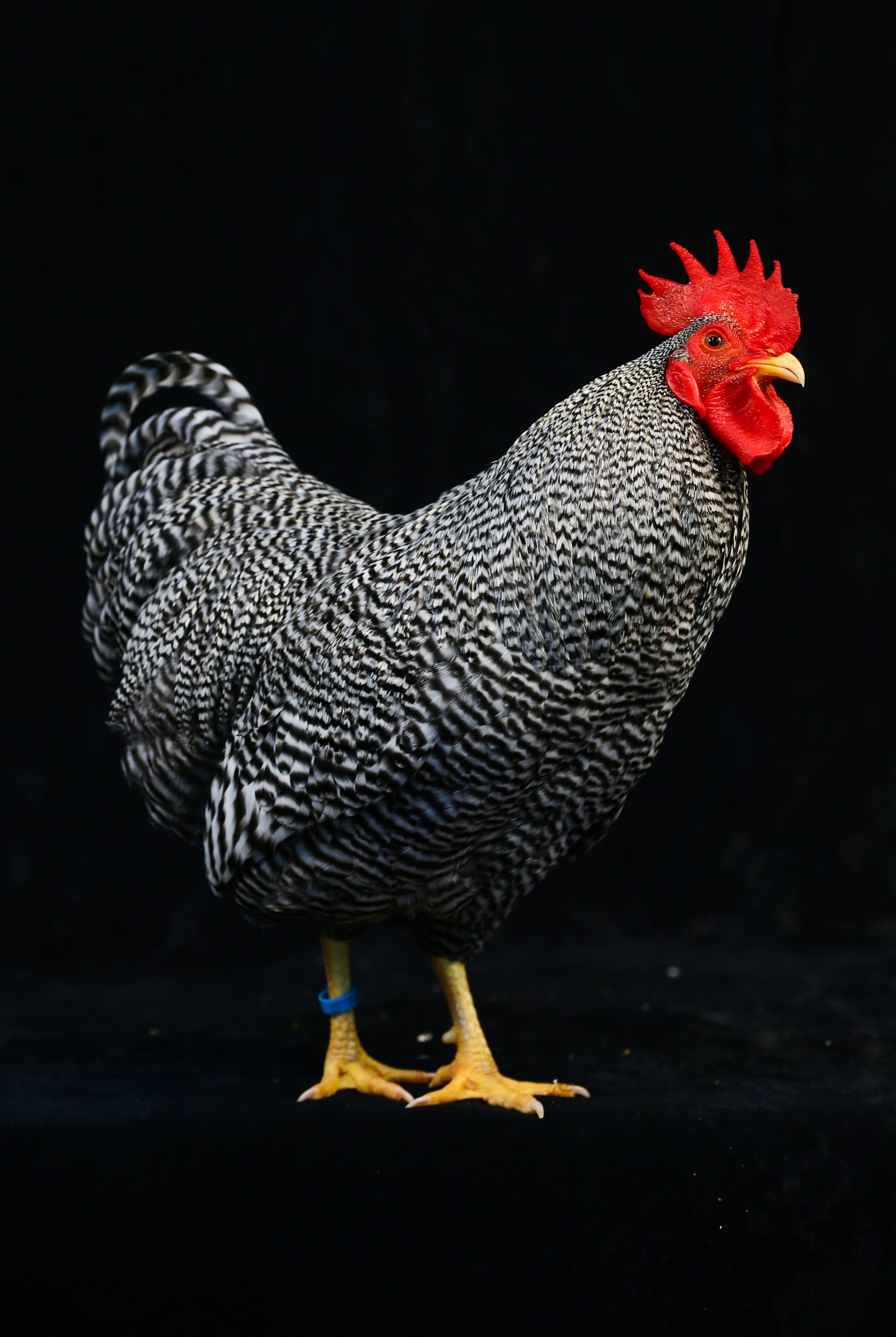 鸡鸡鸡不同,鸡种繁多的土耳其家禽秀
