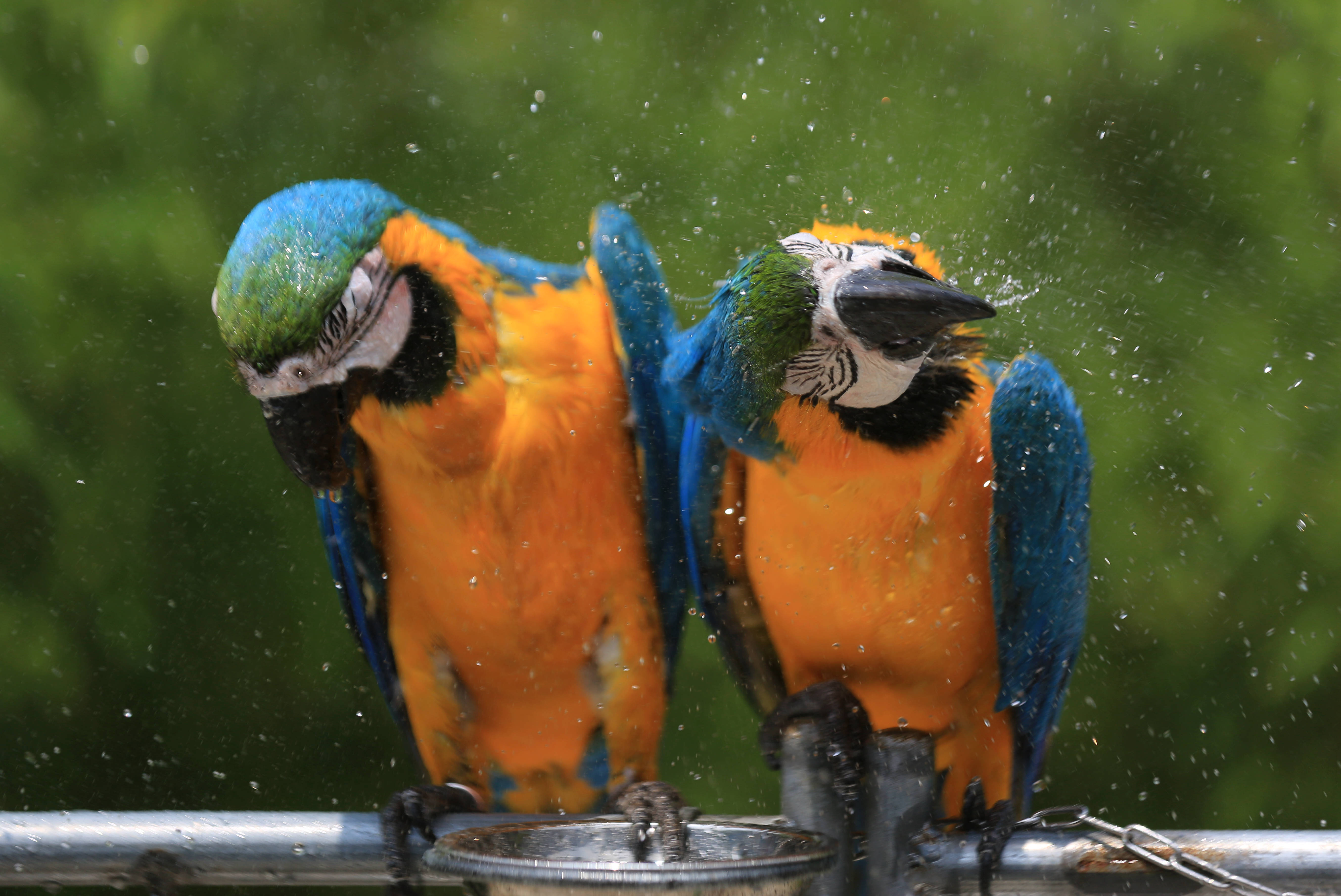 动物避暑有妙招(2)