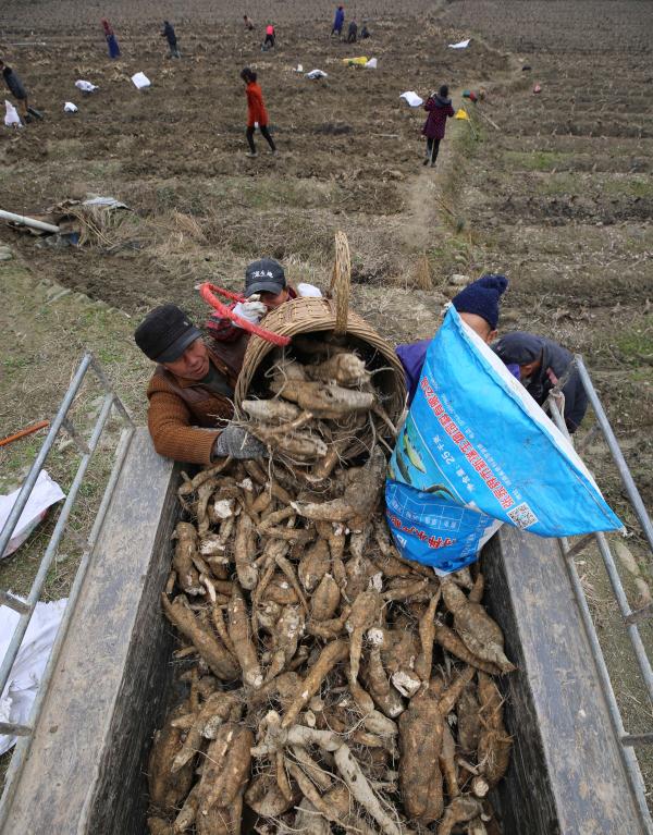 湖南张家界:菜葛冬收加工忙