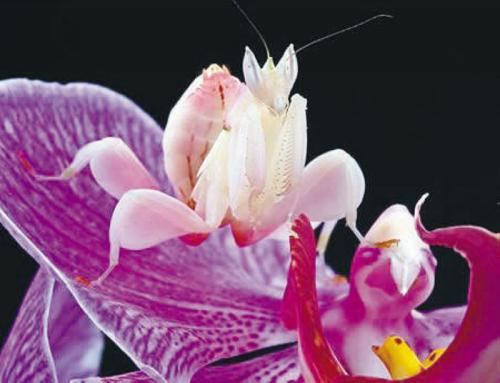 世界上最漂亮的螳螂——兰花螳螂