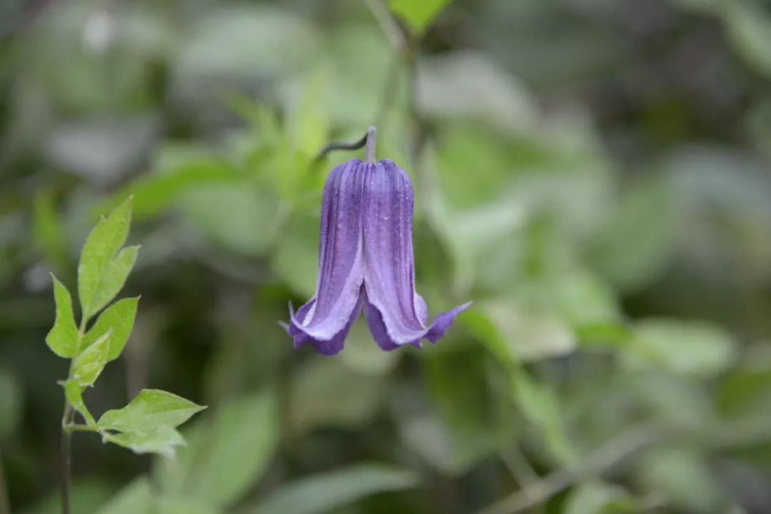 盛夏里开花的铁线莲——夏季风铃