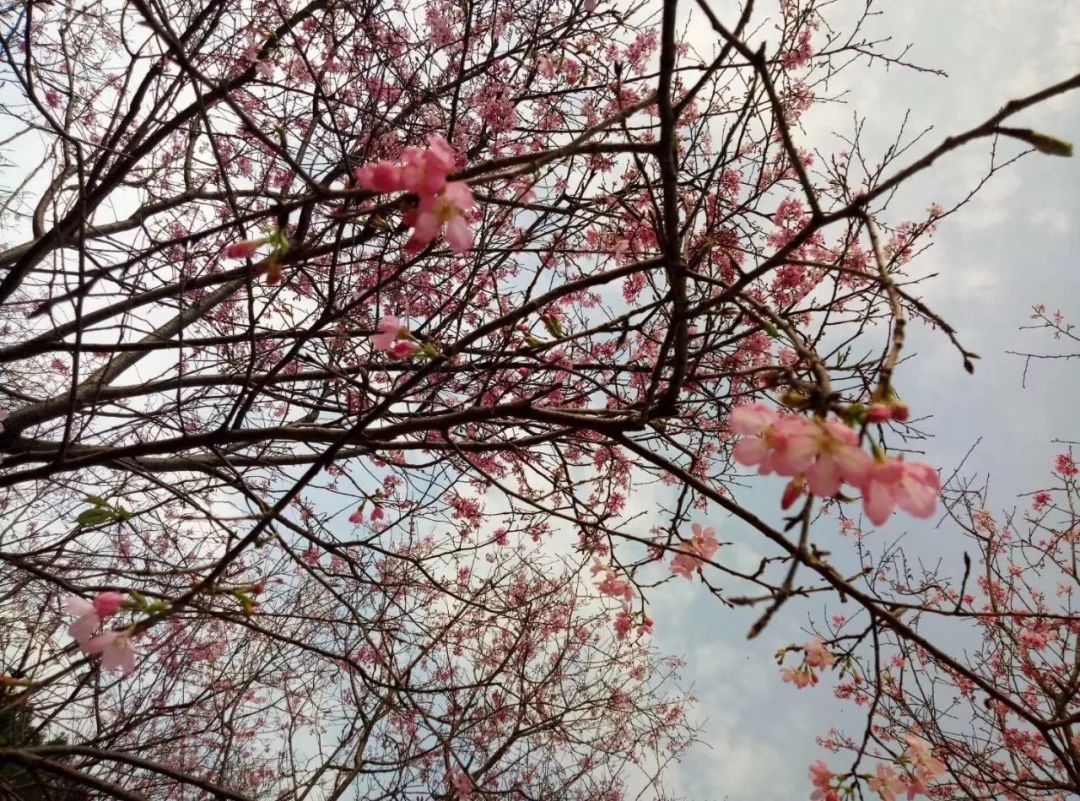 湛江廉江城北公園櫻花美哭了!10分鐘可到達,趕緊約!