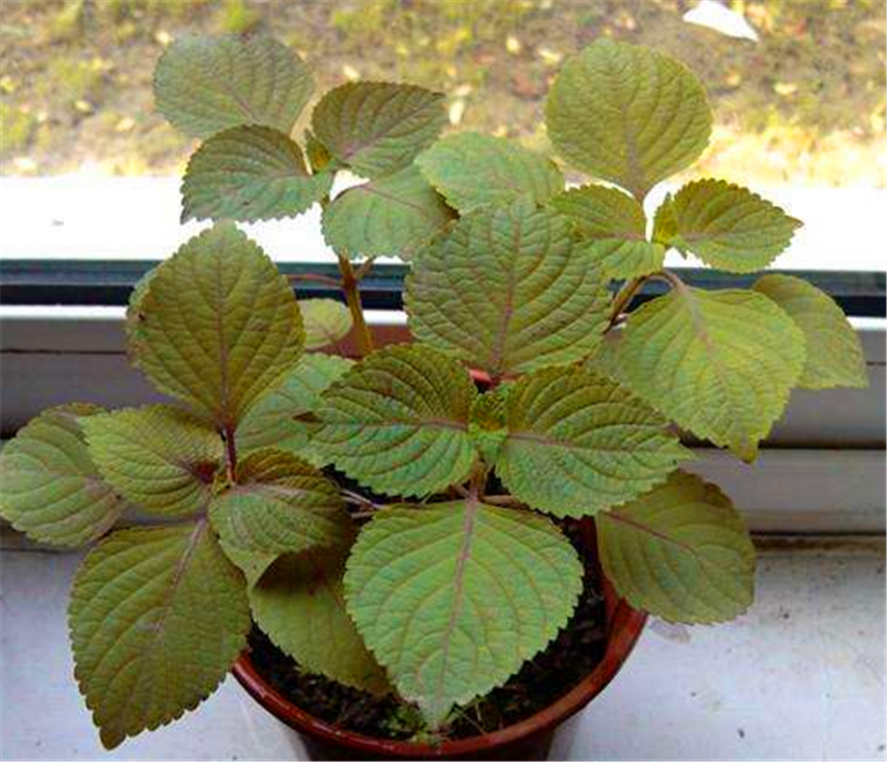 盆栽"紫苏"这也太好看了吧,一点也不比绿萝差,气味芳香能驱虫